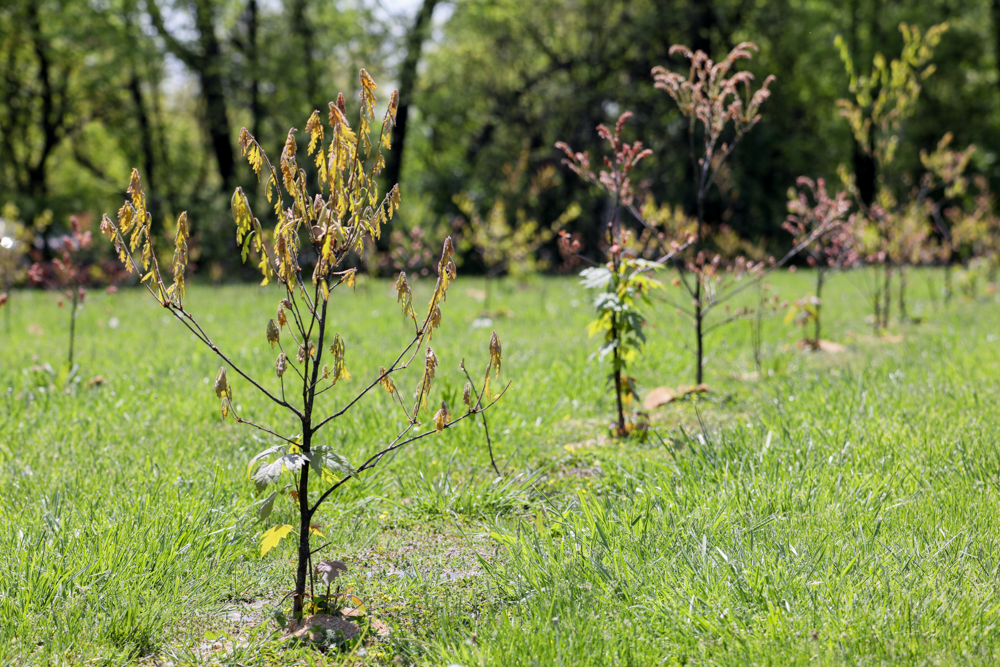 Jack Daniel’s producer takes a long-term view of nature