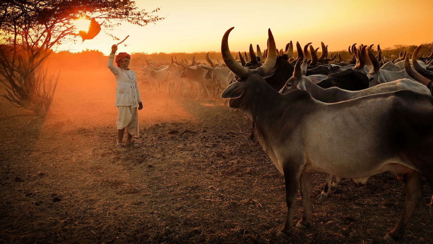 Google’s biochar enterprise in India is crucial such deal up to now